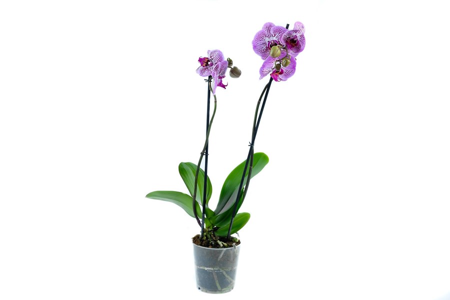 орхидея купить недорого москва